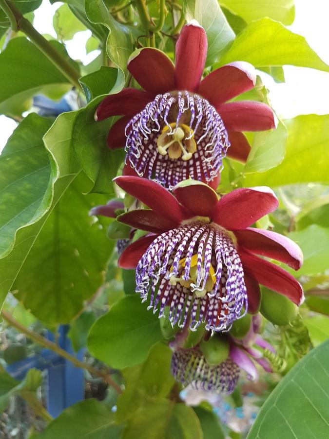 Villa Sea Flower Bali Crete *